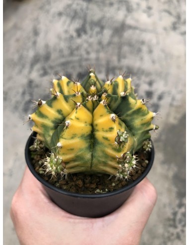 Cactus 04-1